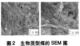 生物質成型煤sem圖 生物質成型煤sem圖