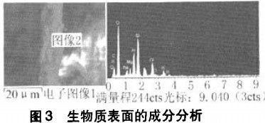 生物質表面的成分分析 生物質表面的成分分析